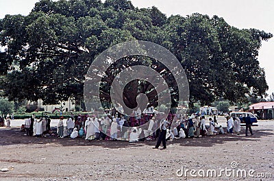 People meeting tree Axum, Tigray, Ethiopia Editorial Stock Photo