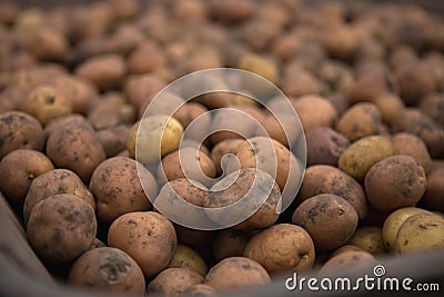 Gathering potato harvest in metal rural trolley cart on organic Stock Photo