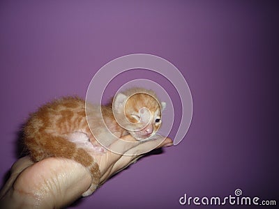 Gatito Stock Photo