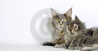Gato doméstico de carne de pollo a la manteca azul, mujeres y gatitos, sobre fondo blanco, normandía en Francia almacen de video Gato doméstico de carne de pollo a la manteca azul, mujeres y gatitos, sobre fondo blanco, normandía en Francia almacen de video