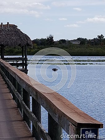 Gators Editorial Stock Photo