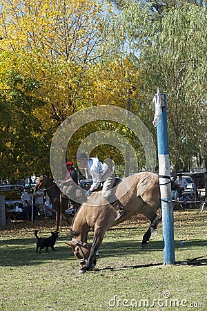 Gaucho cowboy Vaquero at a rodeo riding a horse at a show in Argentina Editorial Stock Photo