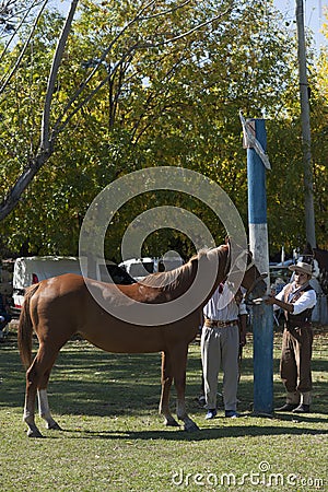 Gaucho cowboy Vaquero at a rodeo riding a horse at a show in Argentina Editorial Stock Photo