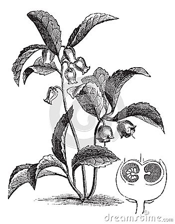 Gaultheria procumbens or Eastern teaberry vintage engraving Vector Illustration
