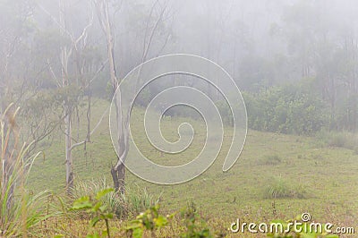 Wild herd of Indian Bisons Gaur in fog at sunrise Stock Photo