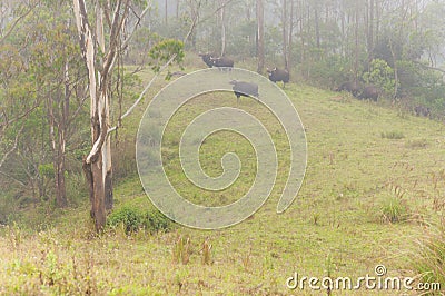 Wild herd of Indian Bisons Gaur in fog at sunrise Stock Photo