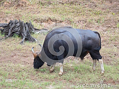 Gaur, or Bos Gaurus Stock Photo