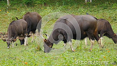 Gaur, or Bos Gaurus Stock Photo