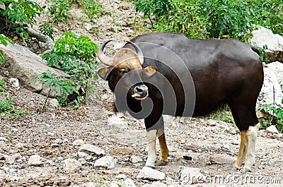 Gaur. Jaint black bull Stock Photo