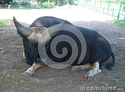 Gaur in zoo Stock Photo