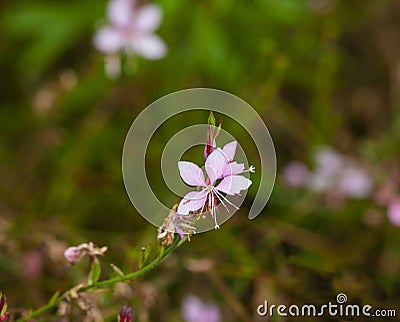 Gaura lindheimeri Stock Photo