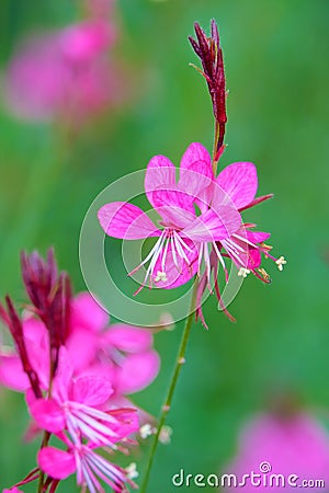 Gaura lindheimeri Stock Photo