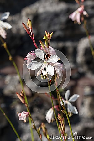 Gaura lindheimeri `Sparkle White Stock Photo