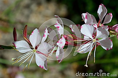 Gaura lindheimeri Sparkle White variety Stock Photo