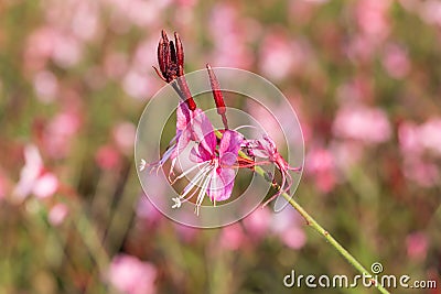 Gaura lindheimeri or Whirling butterflies flower Stock Photo