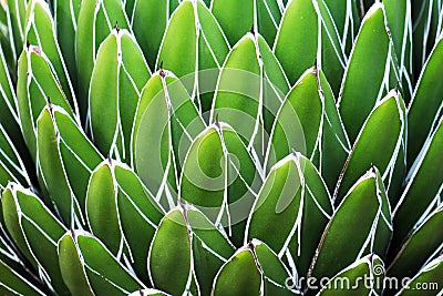 Gave victoria-reginae leaves Stock Photo