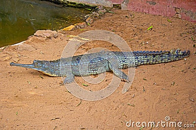 Gavial Stock Photo