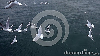 Gaviotas que vuelan en día nublado del cielo almacen de video Gaviotas que vuelan en día nublado del cielo almacen de video