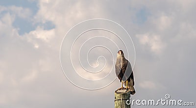 GaviÃ£o CarcarÃ¡ Caracara plancus perched on a power pole and in the background the blue sky Stock Photo