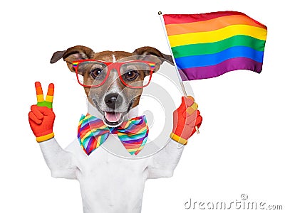 Gay pride dog Stock Photo
