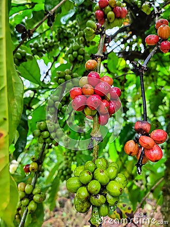 Gayo Higland Coffee Beans Stock Photo