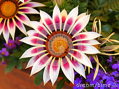 Flowers Gazania colorful close-up blurred background Stock Photo