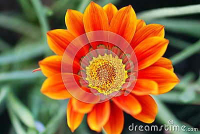 Gazania Flower Stock Photo