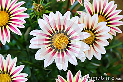 Gazania Flower field Gazania rigens macro shot Stock Photo