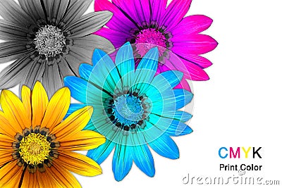 Gazania flowers CMYK Stock Photo