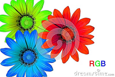 Gazania flowers, RGB Stock Photo