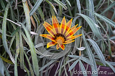 Gazania flowers also known as african daisy. Stock Photo