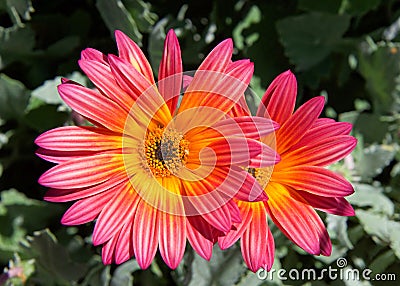 Gazania Rigen daisy like flowers in bright light Stock Photo