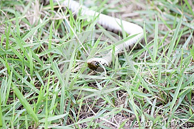 Snake gaze on the grass. Stock Photo