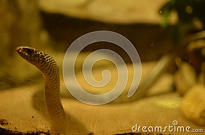 The gaze of a snake Stock Photo