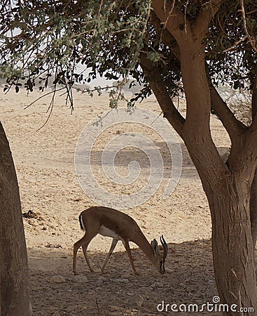 Gazella in National park Stock Photo