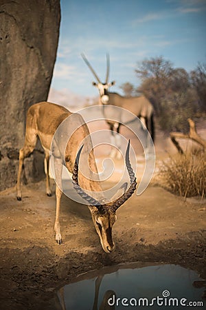 Gazelle outdoors Stock Photo