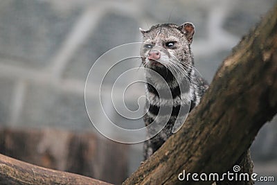 Gazing civet Stock Photo