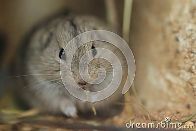 Gazing steppe lemming Stock Photo