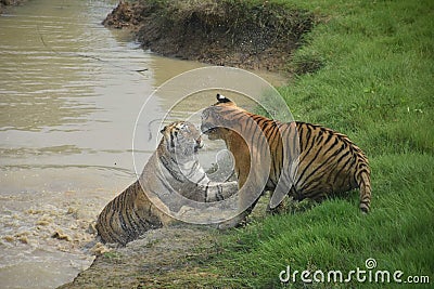 Gazipur Safari park Royal Bengal Tiger Stock Photo