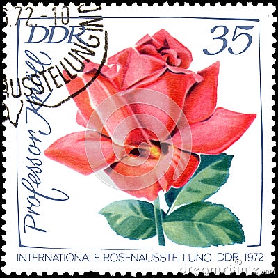 GDR - CIRCA 1972: postage stamp printed in GDR shows image of rose Professor Knoll Editorial Stock Photo