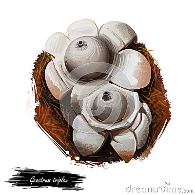 Geastrum triplex or collared, saucered or triple earthstar mushroom closeup digital art illustration. Boletus has grey fruit body Cartoon Illustration