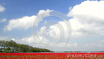 Gebied van Tulpen Gebied van Tulpen