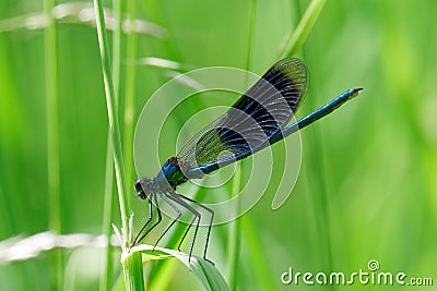 GebÃ¤nderte Prachtlibelle Calopteryx splendens Stock Photo