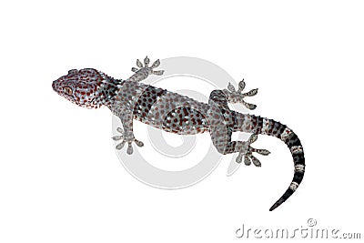 Gecko isolated on white background with clipping path and full depth of field Stock Photo