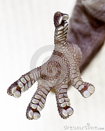 Gecko feet Stock Photo