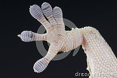 Gecko foot Stock Photo