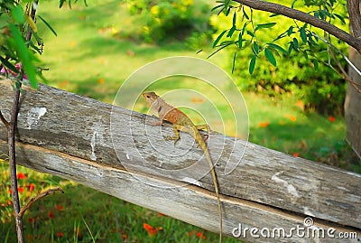 Gecko, iguana, skink, lizard climbing on dry wood in tropical ga Stock Photo