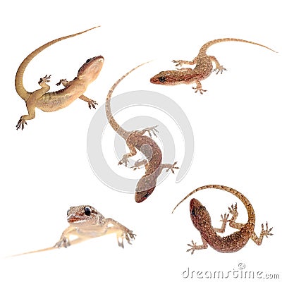 Gecko isolated collection Stock Photo