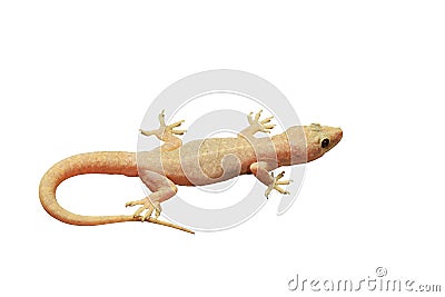 Gecko Stock Photo