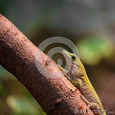 Gecko lizard Stock Photo